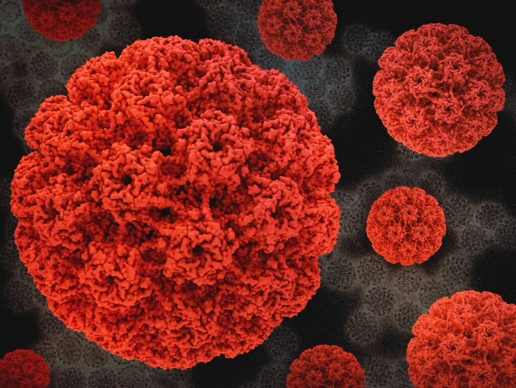 Eine mikroskopische 3D-Darstellung von roten Viren. Bestimmte Virusinfektionen wie HPV oder Hepatitis können Krebserkrankungen auslösen.